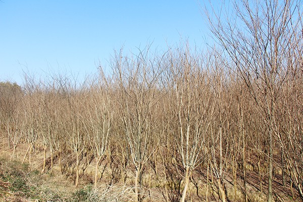 銅陵泓景園林綠化工程.jpg 銅陵泓景園林綠化工程.jpg