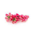 雙花朵漂亮發(fā)夾[顏色混裝]