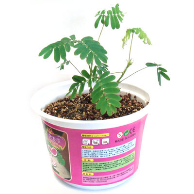 家居園藝擺設(shè)親親花園之含羞草